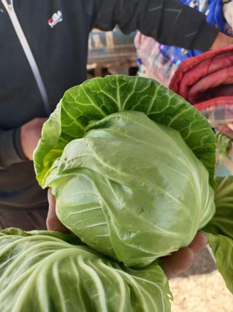 精品甘蓝