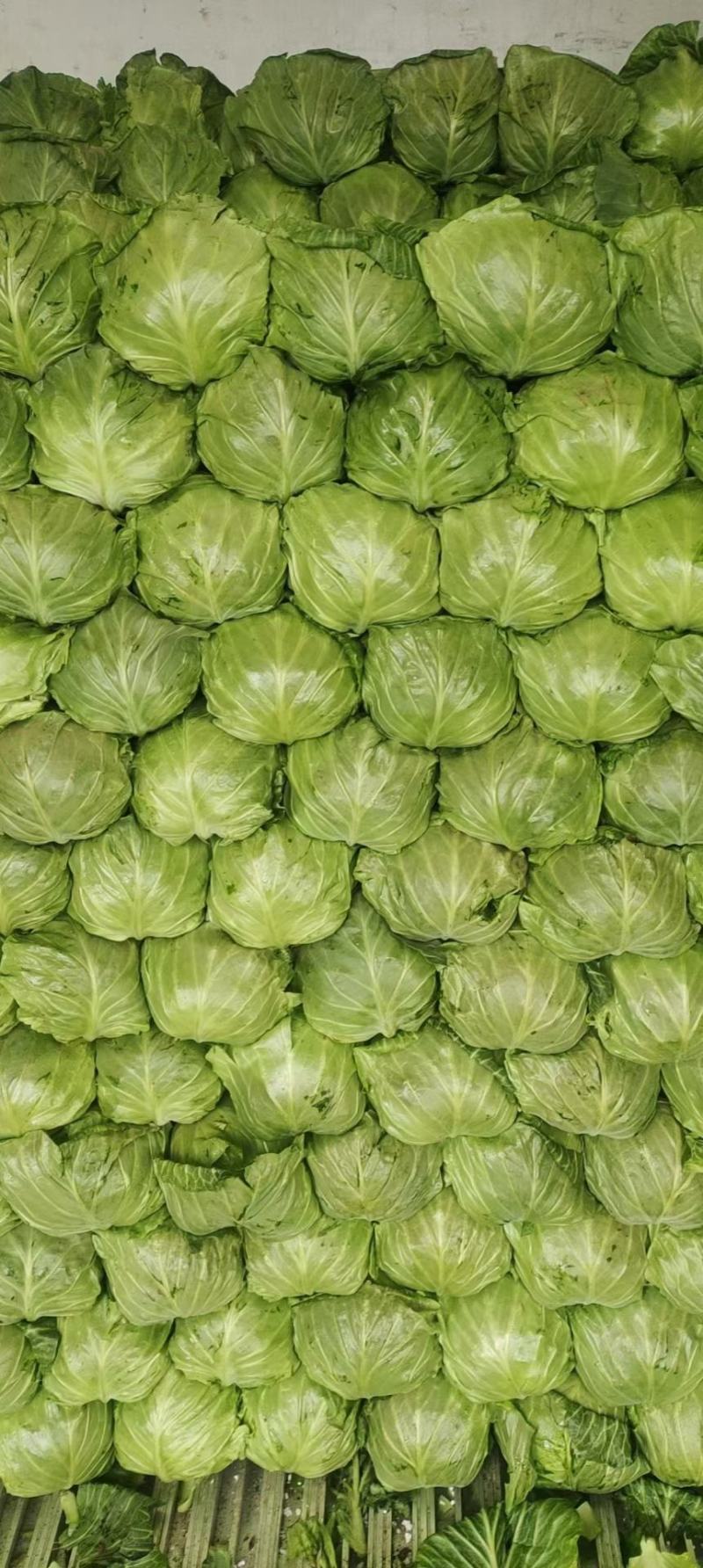 精品甘蓝