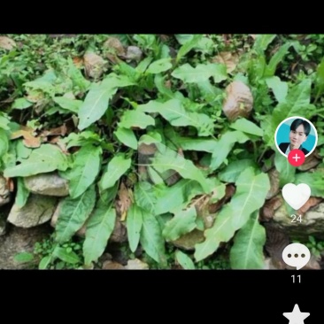 野波菜