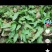 野波菜