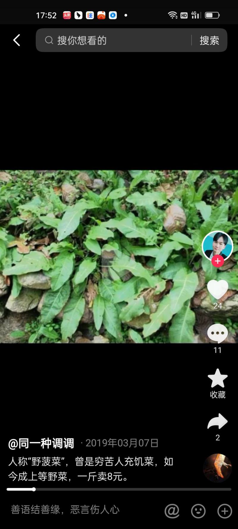 野波菜