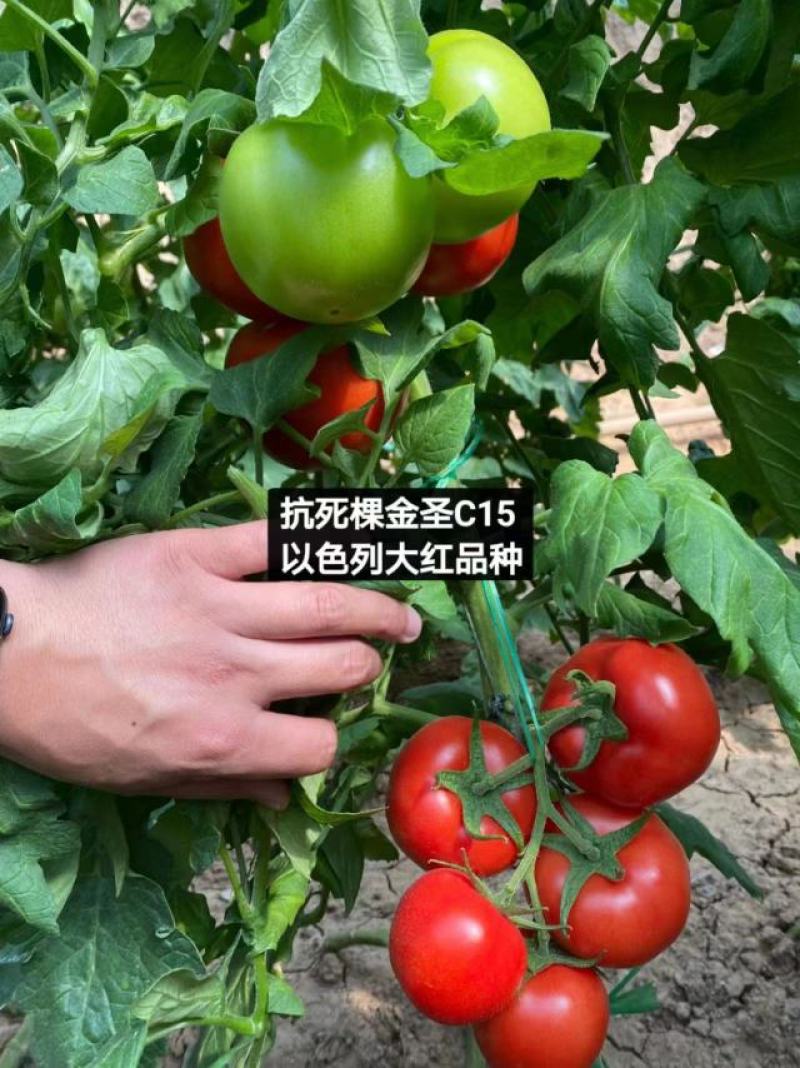 抗根腐抗镰刀菌金圣C15西红柿苗基地直发视频看货欢迎来电