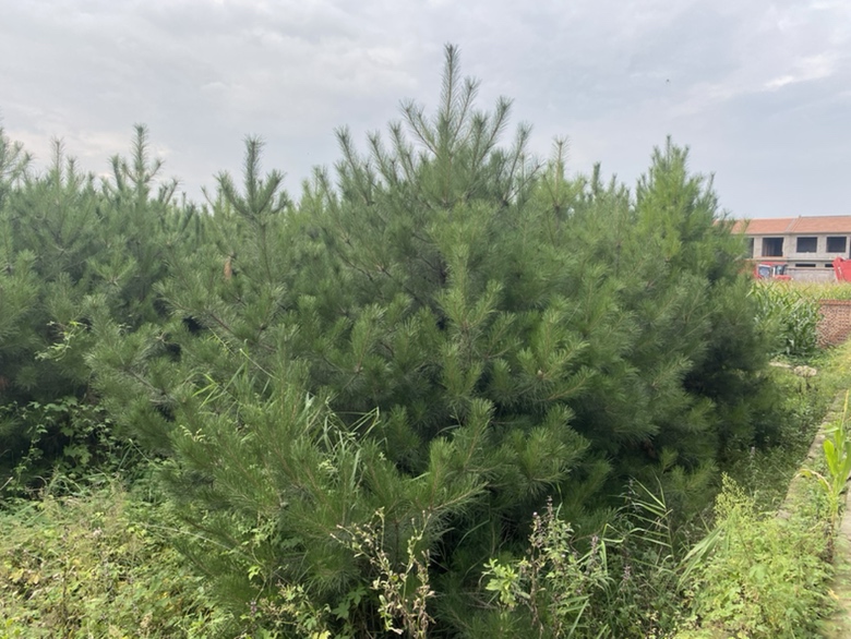 油松整体树形展示