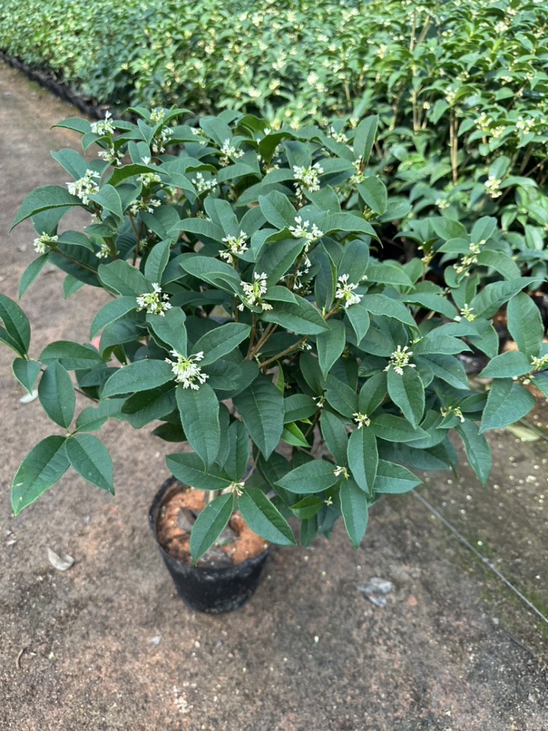 四季桂花盆栽花开香万家桂花球桂花苗苗树庄基地直批四季桂花