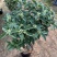 四季桂花盆栽花开香万家桂花球桂花苗苗树庄基地直批四季桂花