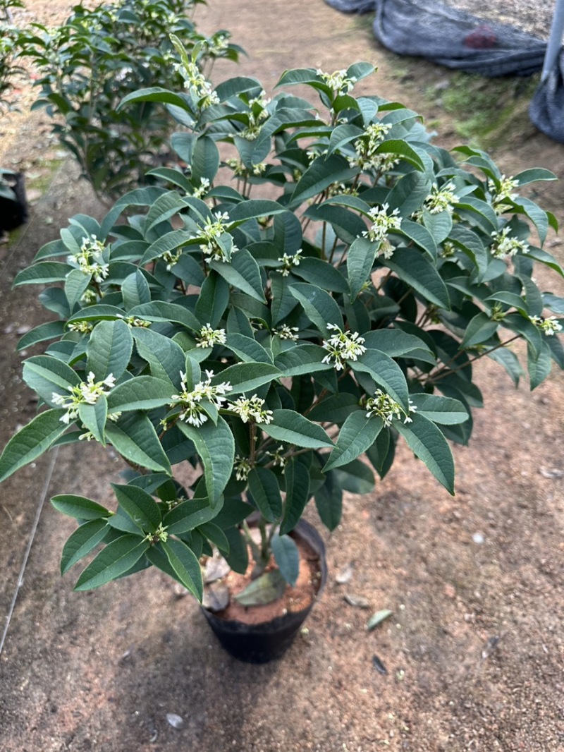 四季桂花盆栽花开香万家桂花球桂花苗苗树庄基地直批四季桂花