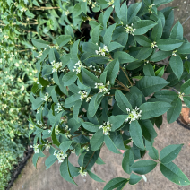 四季桂花盆栽花开香万家桂花球桂花苗苗树庄基地直批四季桂花