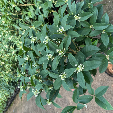 四季桂花盆栽花开香万家桂花球桂花苗苗树庄基地直批四季桂花