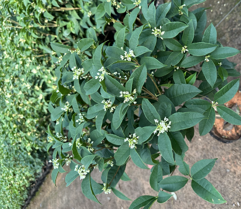 四季桂花盆栽花开香万家桂花球桂花苗苗树庄基地直批四季桂花