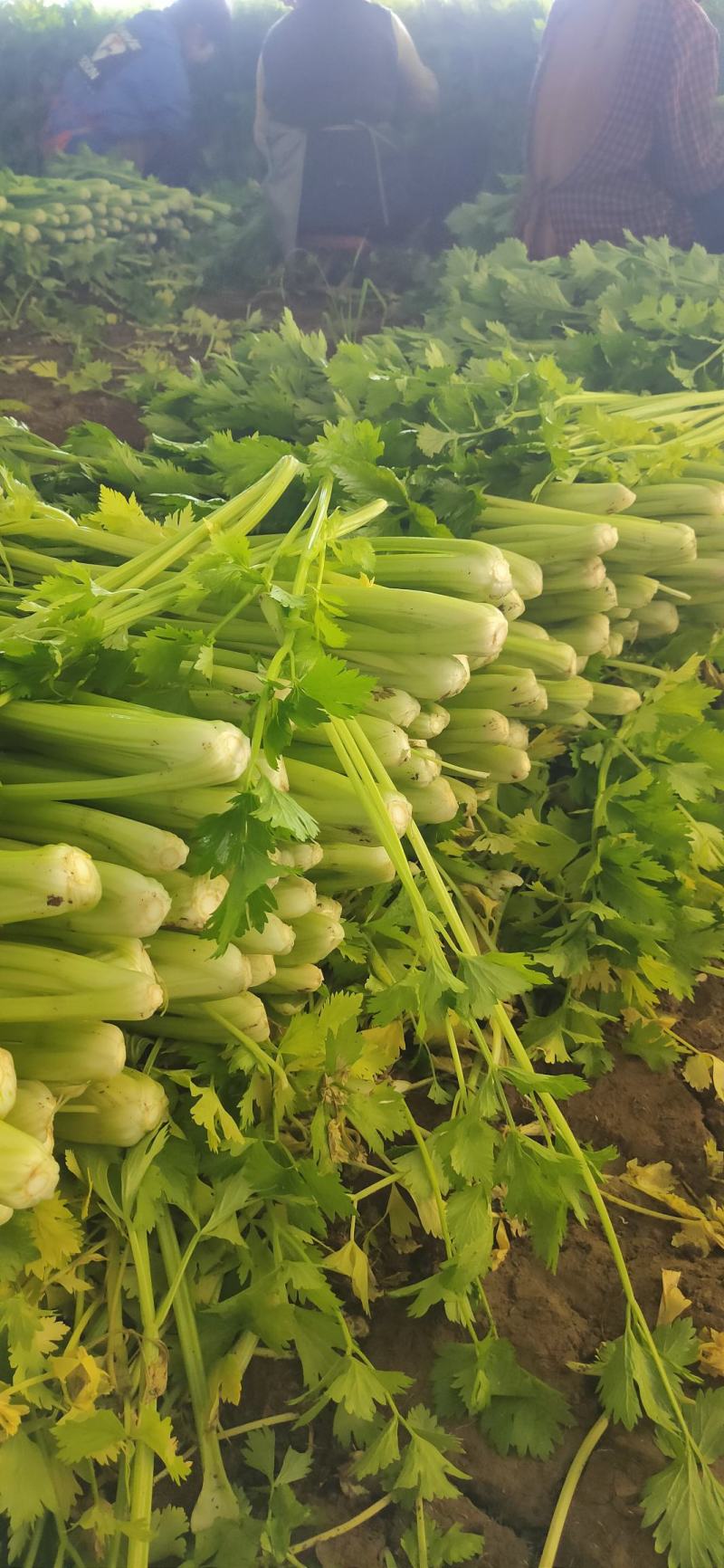 商河扁青芸豆