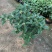 四季桂花盆栽花开香万家桂花球桂花苗苗树庄基地直批四季桂花