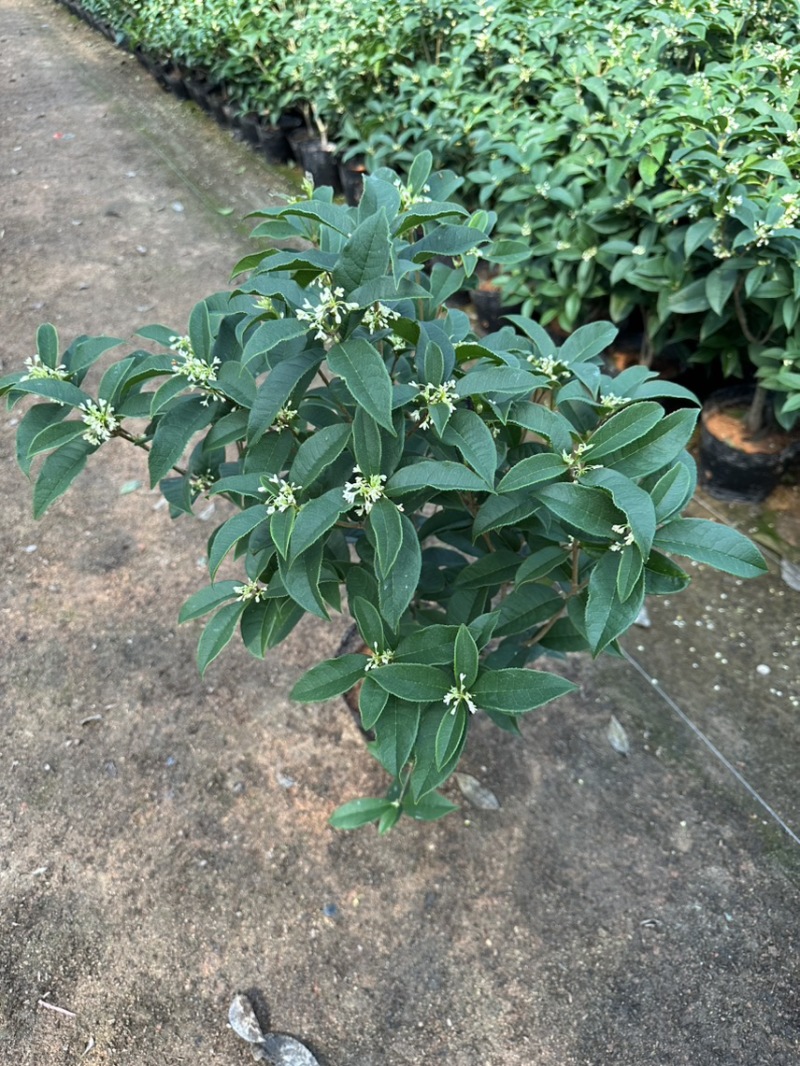 四季桂花盆栽花开香万家桂花球桂花苗苗树庄基地直批四季桂花