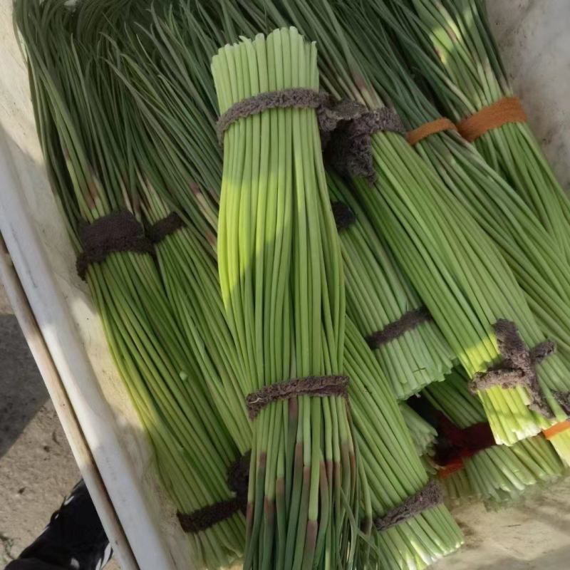河南蒜苔少量上市中