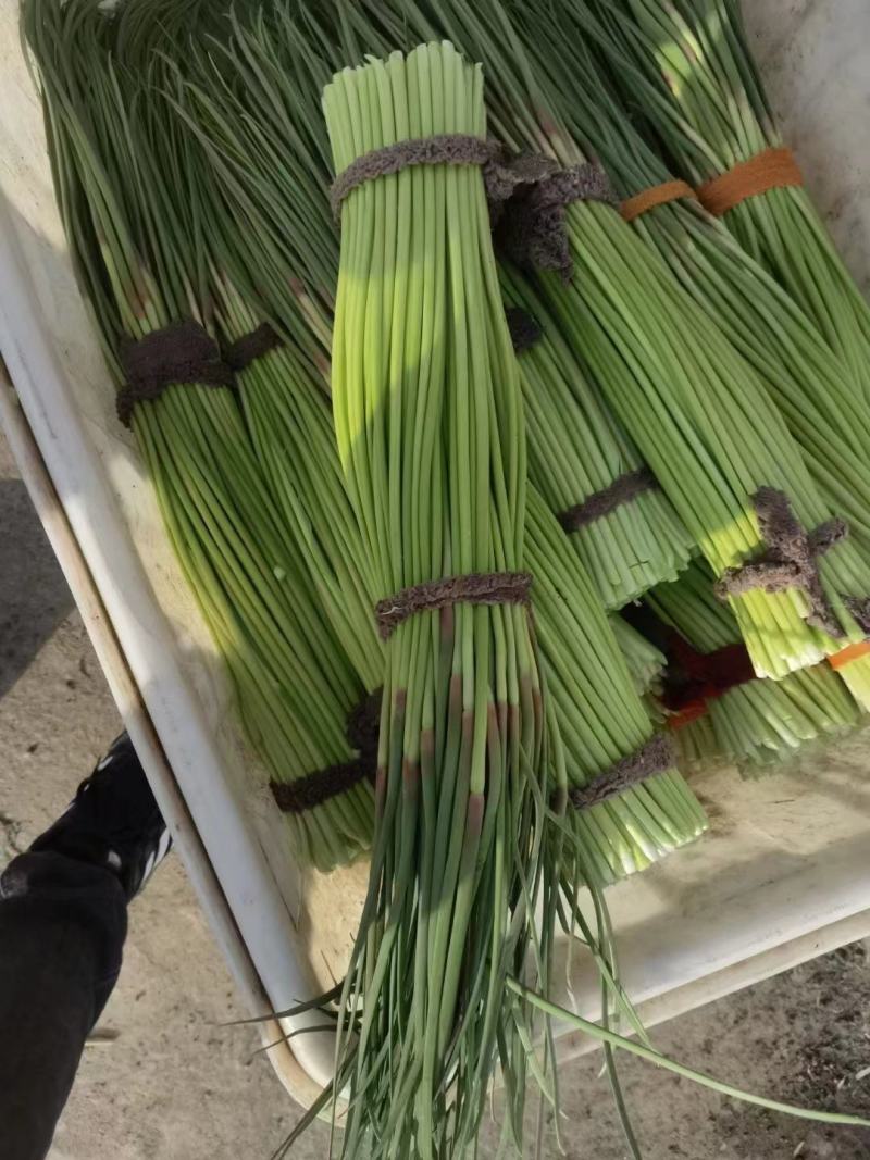 河南蒜苔少量上市中