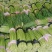 河南蒜苔少量上市中