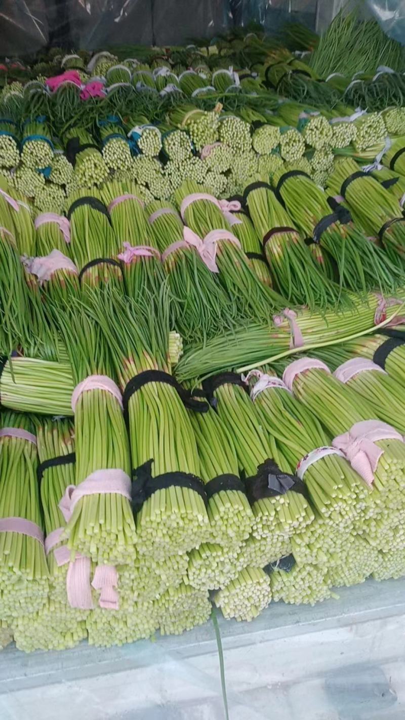 河南蒜苔少量上市中
