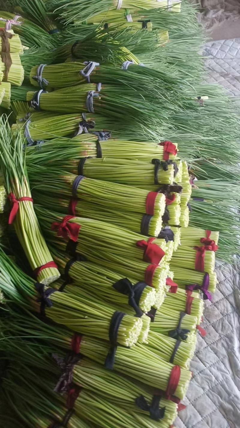 河南蒜苔少量上市中