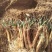 陕北内蒙交界处红葱旱地红葱山地红葱欢迎咨询