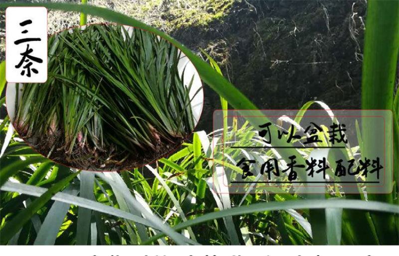 贵州特产新鲜三奈山赖植物香料大料苗五香草食用盆栽带根包邮