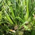 贵州特产新鲜三奈山赖植物香料大料苗五香草食用盆栽带根包邮