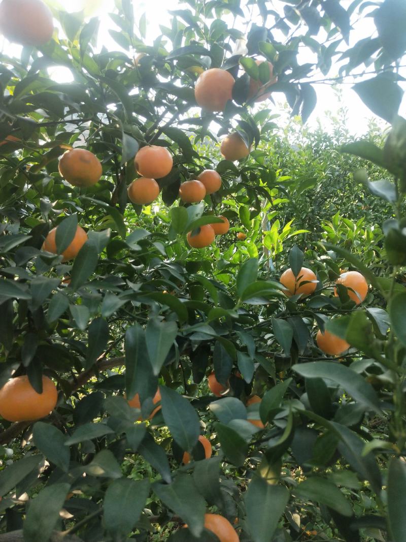 广西沃柑