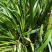 贵州特产新鲜三奈山赖植物香料大料苗五香草食用盆栽带根包邮