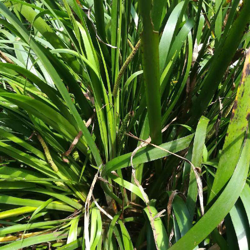 贵州特产新鲜三奈山赖植物香料大料苗五香草食用盆栽带根包邮