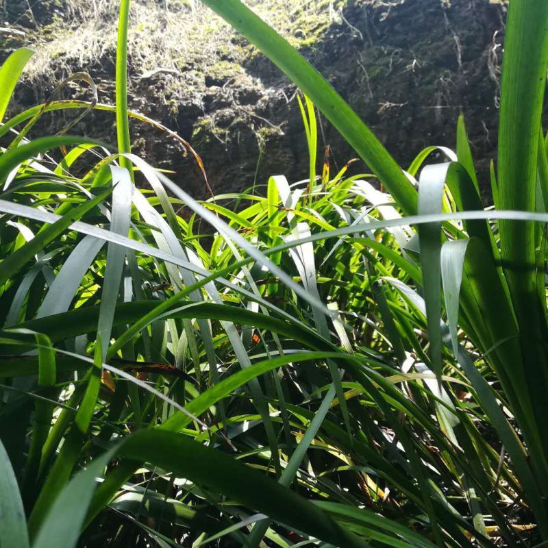 贵州特产新鲜三奈山赖植物香料大料苗五香草食用盆栽带根包邮