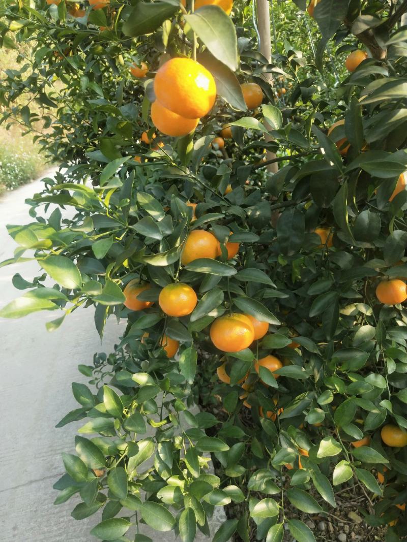 广西沃柑