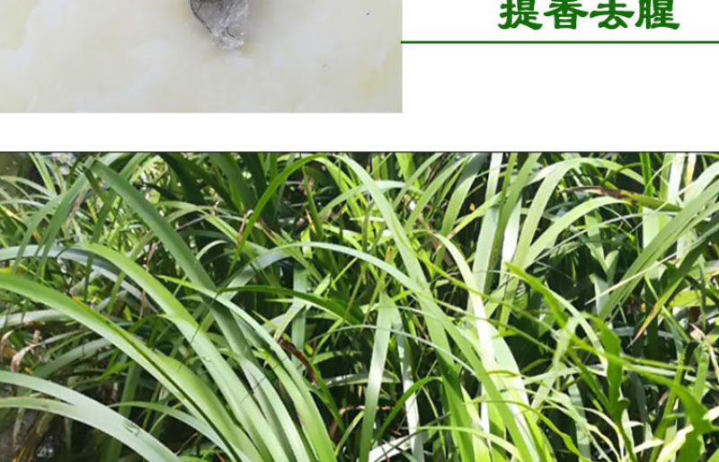 贵州特产新鲜三奈山赖植物香料大料苗五香草食用盆栽带根包邮