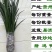 贵州特产新鲜三奈山赖植物香料大料苗五香草食用盆栽带根包邮