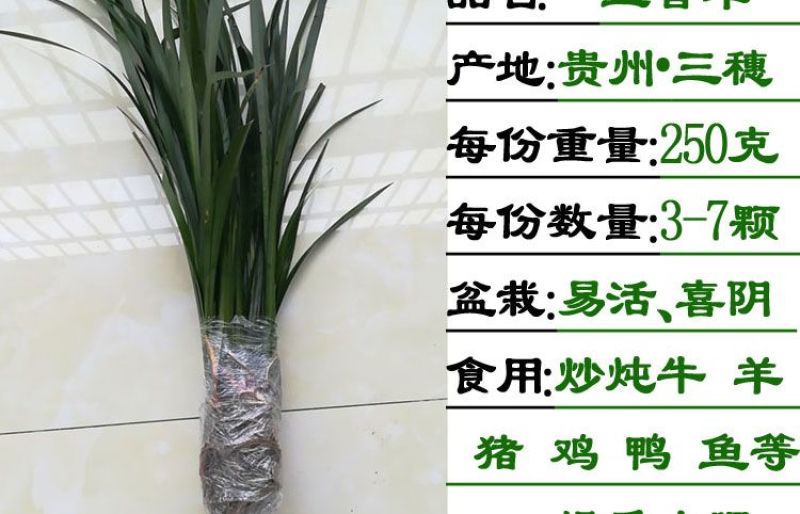 贵州特产新鲜三奈山赖植物香料大料苗五香草食用盆栽带根包邮