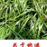 贵州特产新鲜三奈山赖植物香料大料苗五香草食用盆栽带根包邮