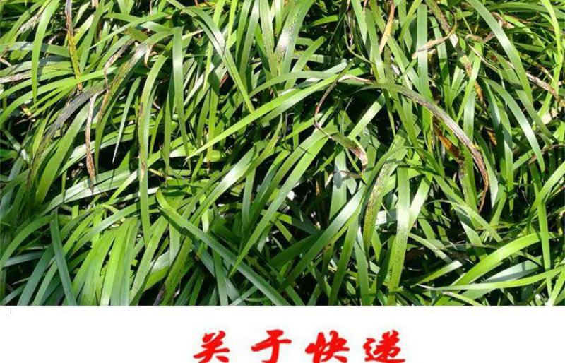 贵州特产新鲜三奈山赖植物香料大料苗五香草食用盆栽带根包邮