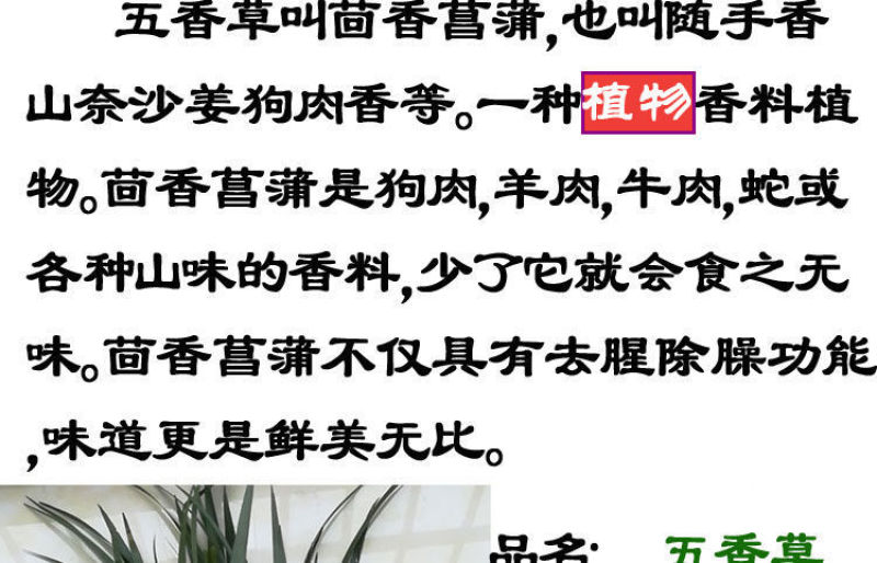 贵州特产新鲜三奈山赖植物香料大料苗五香草食用盆栽带根包邮