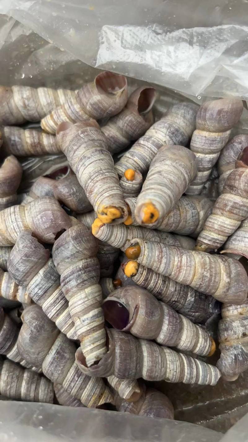 【牛商推荐】精品海螺一手货源、量大从优，全国发货