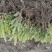 15-100云杉树苗成活率高