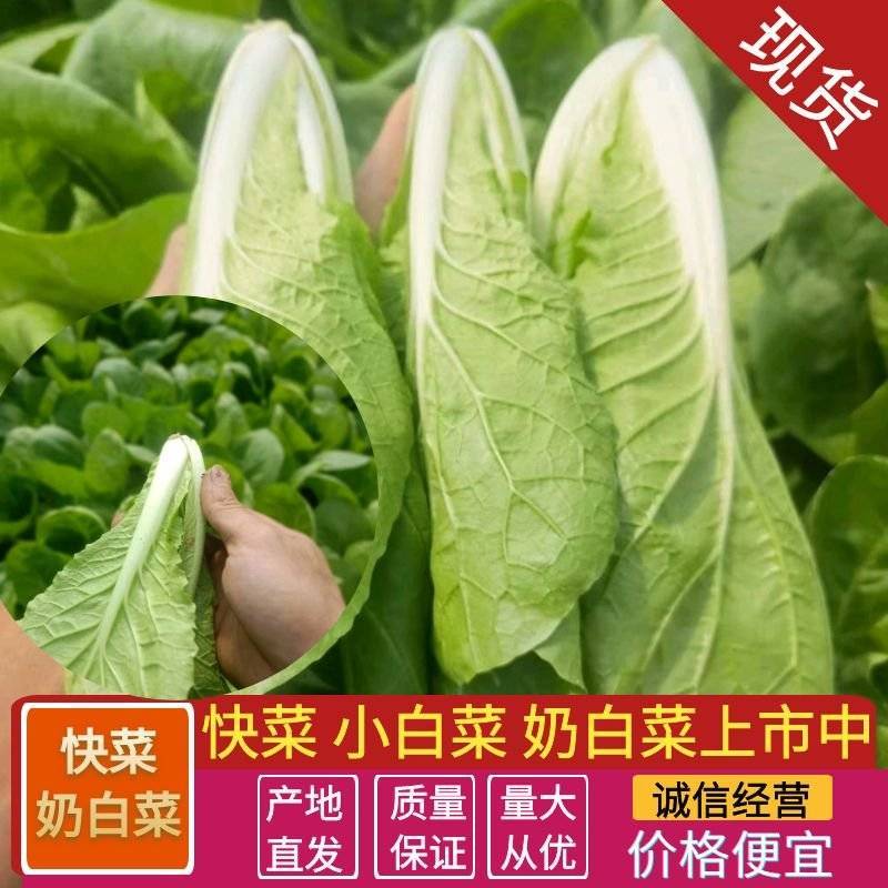 【推荐】精品奶白菜小白菜产地直发量大从优可看货