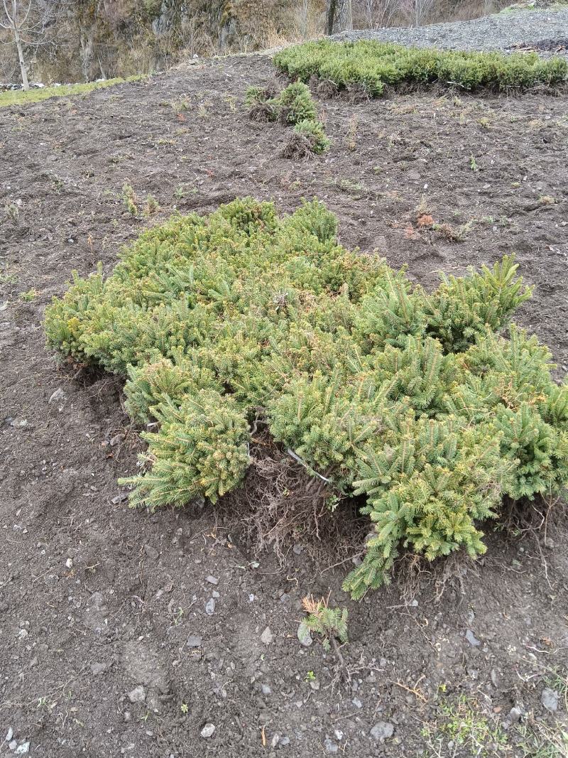 15-100云杉树苗成活率高