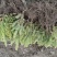 15-100云杉树苗成活率高