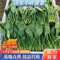 【推荐】菠菜精品小叶菠菜大量供应价格便宜支持商超