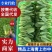 【上海青】小油菜小青菜产地直发专业团队保质保量可开发票