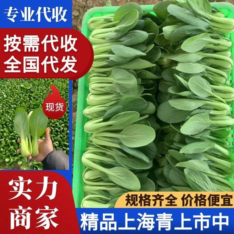 【上海青】小油菜小青菜产地直发专业团队保质保量可开发票