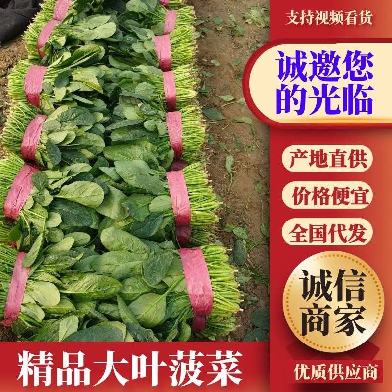 菠菜山东精品大叶菠菜大量上市产地直发常年供应
