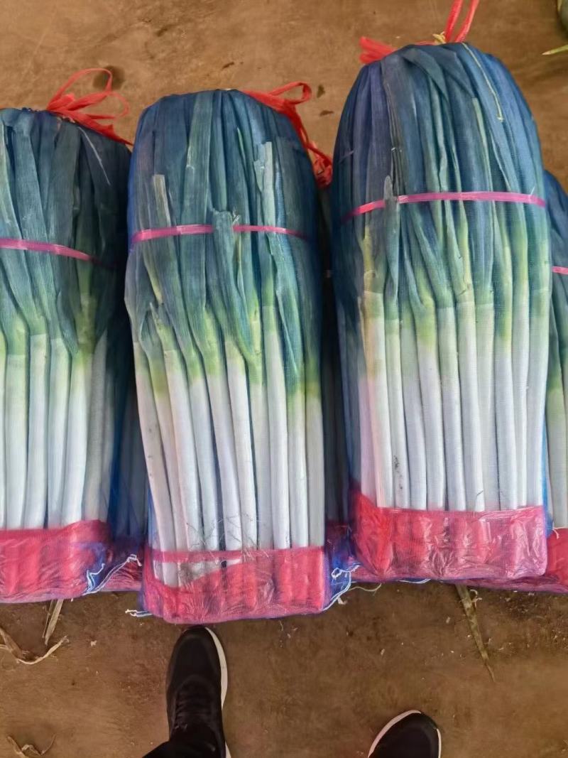 河北邯郸精品大葱产地直销，质量保证，量大从优