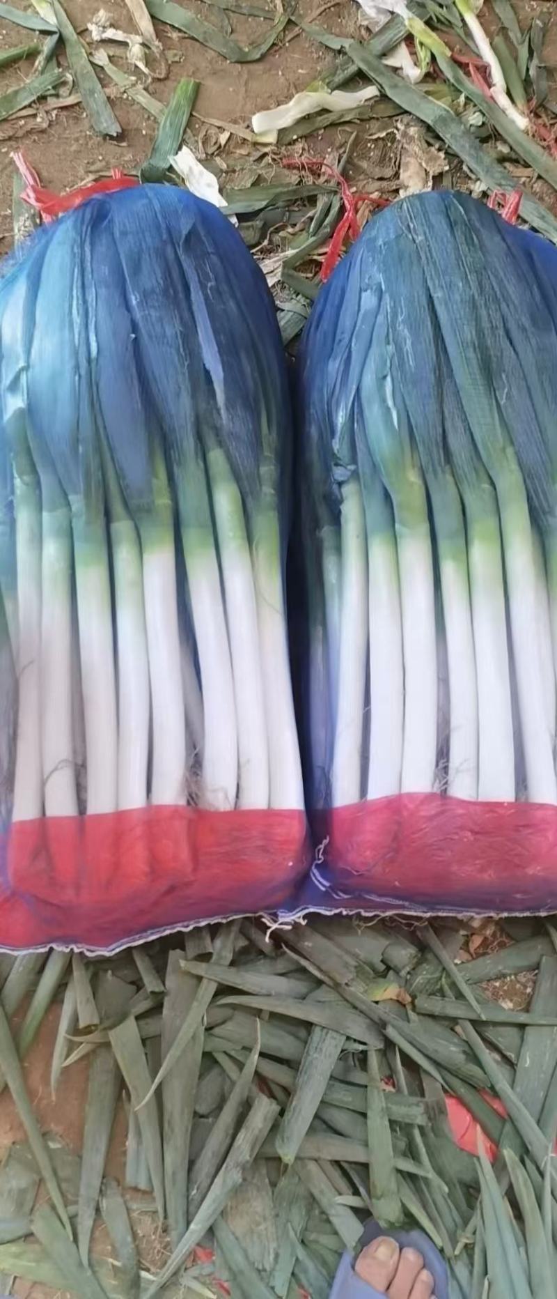 河北邯郸精品大葱产地直销，质量保证，量大从优