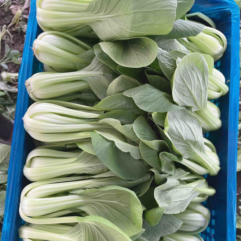 小青菜