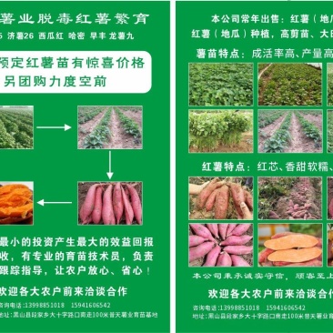 大量出售红薯苗