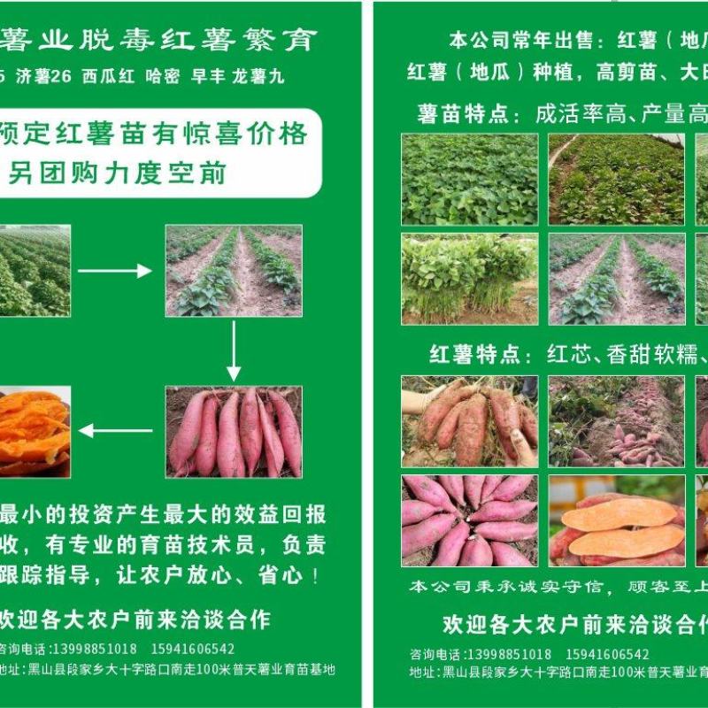 大量出售红薯苗