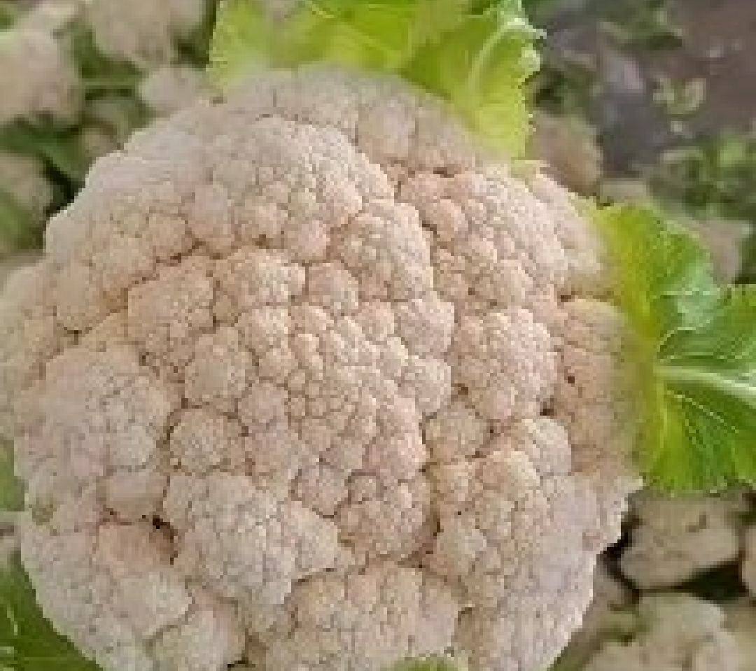 松花菜烹饪成品图